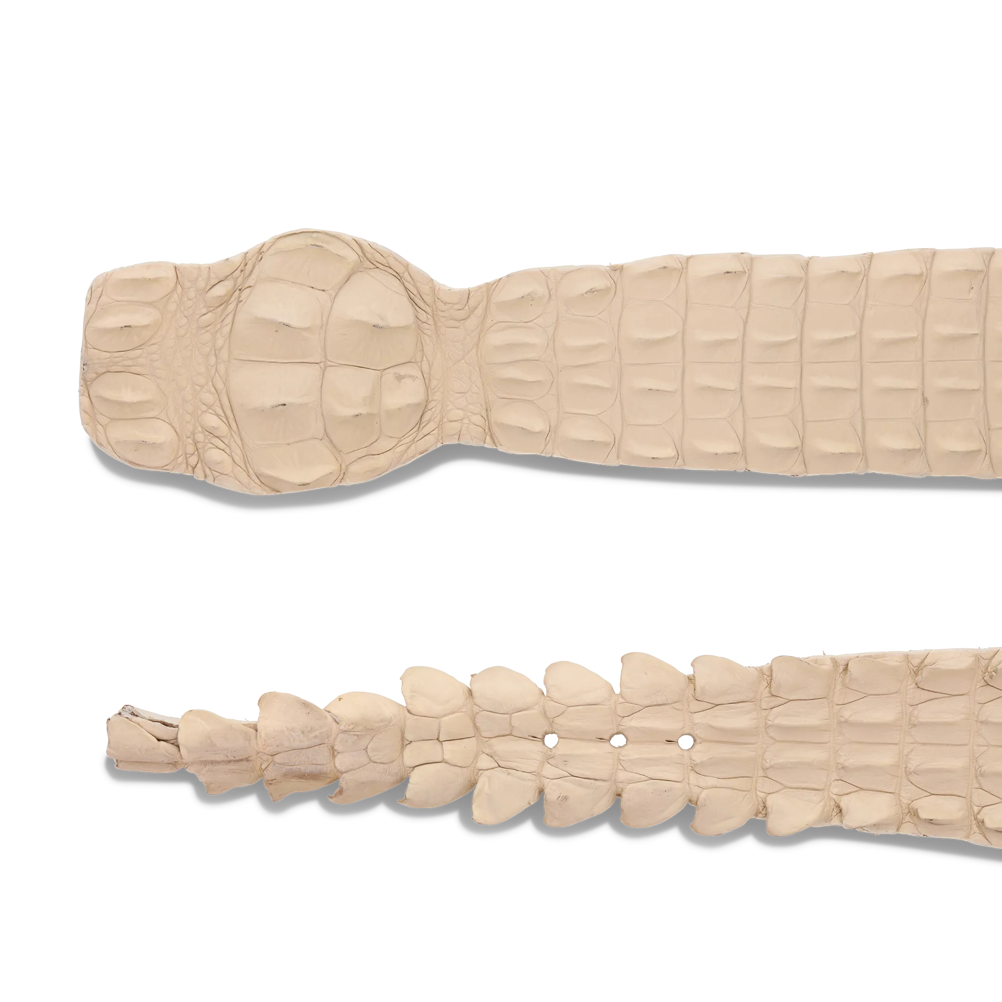 Hornback Caiman Belt :: Bone